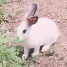 精**