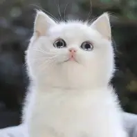 木**
