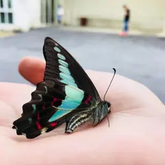 蝴**